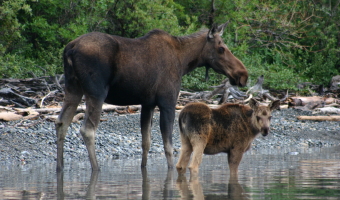 Abundant Wildlife