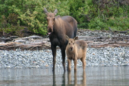 A cool picture of a Cow Moose with Calf