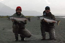A pair of nice Silver Salmon