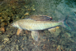 A huge Grayling after being released