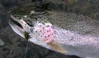 Fishing - Dalton Trail