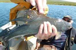 Josef's Grayling Trophy