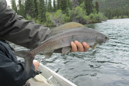 A beautiful Trophy Grayling