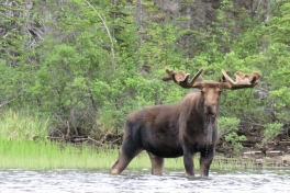 A male moose eating in the water