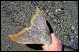 A beautiful Colored Lake Trout tail