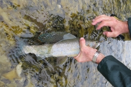 A huge Grayling after being released